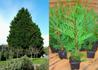 Kép 1/6 - Cupressocyparis leylandii / leylandi ciprus