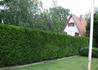 Kép 5/6 - Cupressocyparis leylandii Leyland ciprus / Leylandi ciprus