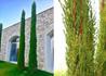 Kép 1/3 - Cupressus Sempervirens Totem / Európai ciprus