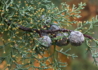 Kép 3/4 - Cupressus arizonica / Arizona ciprus
