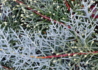 Kép 4/4 - Cupressus arizonica / Arizona ciprus