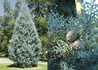 Kép 1/2 - Cupressus arizonica Fastigiata / Arizóna ciprus