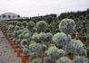 Kép 2/3 - Cupressus arizonica Fastigiata / Arizóna ciprus