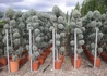 Kép 3/3 - Cupressus arizonica Fastigiata / Arizóna ciprus