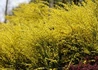 Kép 1/4 - Cytisus praecox Allgold / Zanót sötétsárga