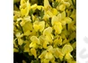 Kép 2/4 - Cytisus praecox Allgold / Zanót sötétsárga
