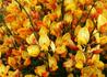 Kép 1/4 - Cytisus scoparius apricot gem / Zanót narancs-rózsaszín