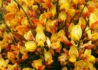 Kép 1/4 - Cytisus scoparius apricot gem / Zanót narancs-rózsaszín