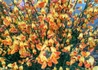 Kép 2/4 - Cytisus scoparius apricot gem / Zanót narancs-rózsaszín