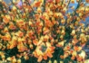 Kép 2/4 - Cytisus scoparius apricot gem / Zanót narancs-rózsaszín