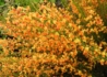 Kép 3/4 - Cytisus scoparius apricot gem / Zanót narancs-rózsaszín