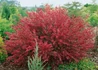 Kép 2/4 - Cytisus scoparius boskoop ruby / Zanót Bordó