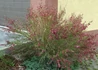 Kép 3/4 - Cytisus scoparius boskoop ruby / Zanót Bordó