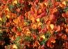 Kép 1/4 - Cytisus scoparius lena / Zanót narancssárga
