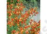 Kép 2/4 - Cytisus scoparius lena / Zanót narancssárga