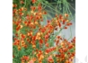 Kép 2/4 - Cytisus scoparius lena / Zanót narancssárga