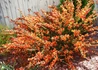 Kép 3/4 - Cytisus scoparius lena / Zanót narancssárga