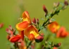 Kép 4/4 - Cytisus scoparius lena / Zanót narancssárga