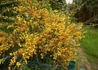 Kép 3/4 -  Cytisus scoparius palette / Zanót Sárga-piros