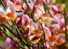 Kép 1/4 - Cytisus scoparius zeelandia / Zanót Lilás-rózsaszín