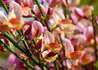 Kép 1/4 - Cytisus scoparius zeelandia / Zanót Lilás-rózsaszín