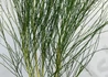 Kép 3/4 - Cytisus scoparius zeelandia / Zanót Lilás-rózsaszín