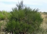 Kép 4/4 - Cytisus scoparius zeelandia / Zanót Lilás-rózsaszín