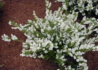 Kép 4/5 - Deutzia gracilis / Karcsú gyöngyvirágcserje