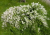 Kép 5/5 - Deutzia gracilis / Karcsú gyöngyvirágcserje