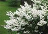 Kép 1/4 - Deutzia scabra candidissima / Gyöngyvirágcserje