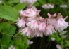 Kép 1/4 - Deutzia scabra codsall pink / Gyöngyvirágcserje rózsaszín