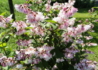 Kép 4/4 - Deutzia scabra codsall pink / Gyöngyvirágcserje rózsaszín