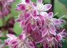 Kép 2/4 - Deutzia x hybrida Magicien / Rózsaszín gyöngyvirágcserje