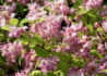 Kép 3/4 - Deutzia x hybrida Magicien / Rózsaszín gyöngyvirágcserje