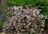 Kép 4/4 - Deutzia x hybrida Magicien / Rózsaszín gyöngyvirágcserje