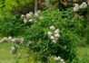 Kép 3/4 - Deutzia x hybrida Pink Pom-Pom / Teltvirágú gyöngyvirágcserje