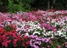 Kép 4/4 - Dianthus deltoides confetti deep red / Mezei szegfű piros