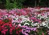 Kép 4/4 - Dianthus deltoides confetti deep red / Mezei szegfű piros
