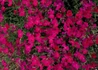 Kép 1/4 - Dianthus deltoides confetti deep red / Mezei szegfű piros