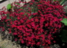 Kép 2/4 - Dianthus deltoides confetti deep red / Mezei szegfű piros