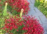 Kép 3/4 - Dianthus deltoides confetti deep red / Mezei szegfű piros