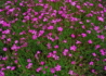 Kép 2/3 - Dianthus deltoides confetti pink / Mezei szegfű rózsaszín