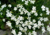 Kép 1/3 - Dianthus deltoides confetti white / Mezei szegfű fehér