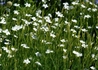 Kép 2/3 - Dianthus deltoides confetti white / Mezei szegfű fehér