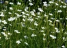 Kép 2/3 - Dianthus deltoides confetti white / Mezei szegfű fehér