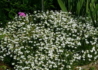 Kép 3/3 - Dianthus deltoides confetti white / Mezei szegfű fehér
