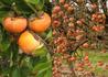 Kép 1/3 - Diospyros Kaki Jiro / Datolyaszilva Jiro