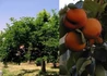 Kép 2/2 - Diospyros Kaki Mela / Datolyaszilva Mela