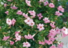 Kép 1/4 - Dipladenia Sundaville / Tölcsérjázmin rózsaszín 