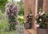 Kép 2/4 - Dipladenia Sundaville / Tölcsérjázmin rózsaszín 